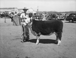 Kenneth Lewis, Nolan, Texas 4-H club boy with his first prize calf by Frank Reeves Sr.