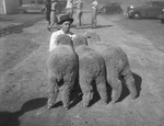 Duane Conger, Roscoe, Texas with his first prize group of three lambs by Frank Reeves Sr.