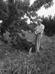 Parker County Fruit Crop