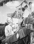 H. C. Moten and bananas he grows