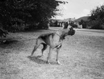 Boxer dog owned by Major and Mrs. C. H. Dabezies