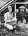 Thomas Nash of Frisco, an agriculture student at North Texas Agricultural College, selects a chicken for a "model farm," 09/05/1945