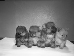 Pomeranian Puppies