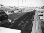Fort Worth Stockyard's empty pens caused by a strike of the United Packinghouse Workers of America union.