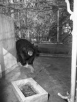 "Bill," a Himalayan bear at the Forest Park Zoo, Fort Worth, Texas