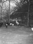 "Sandy," a Sandhill crane at the Forest Park Zoo, Fort Worth, Texas