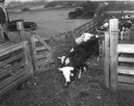 Cows entering pens in Fort Worth Stockyards