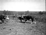 Cow and calf on the Mill Iron Ranch, Wellington, Texas by Frank Reeves Sr.