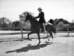 "Burger Boo's Dream," horse owned by James M. North Junior