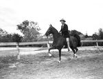"Burger Boo's Dream," horse owned by James M. North Junior