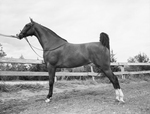 "Burger Boo's Dream," horse owned by James M. North Junior