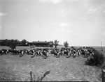 Flat Top Ranch: Shots of Cattle