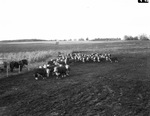 Corn Belt Trip: T. O. Ranch cattle