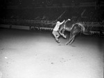 Lee Roy McPike, Arlington, Texas, being thrown off bronc "Scrap Iron" at the Southwestern Exposition and Fat Stock Show rodeo