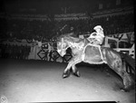 Carl Olsen on "Pipe Dream" at the Southwestern Exposition and Fat Stock Show rodeo