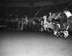 George Pettigrew, Grady, N. M. (right) is ready to leap from his horse on to a steer at the Southwestern Exhibition and Stock Show rodeo