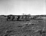 Herd of horses on Tom L. Burnett Triangle Ranch, Iowa Park, Texas