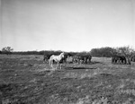 Herd of horses on Tom L. Burnett Triangle Ranch, Iowa Park, Texas