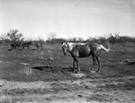 Herd of horses on Tom L. Burnett Triangle Ranch, Iowa Park, Texas