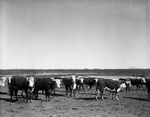 Herd of cattle on Tom L. Burnett Triangle Ranch