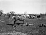 Herd of horses on Tom L. Burnett Triangle Ranch, Iowa Park, Texas