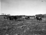 Herd of horses on Tom L. Burnett Triangle Ranch