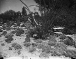 Girl among the cactus plants in Botanic Gardens