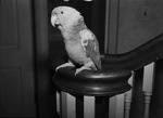 "Skipper", parrot belonging to Fort Worth City Manager Sam Bothwell