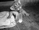 Leo, a privately-owned lion cub