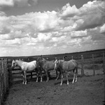 R. L. Underwood horse ranch