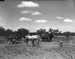 R. L. Underwood horse ranch
