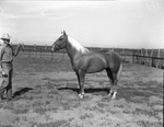 R. L. Underwood horse ranch