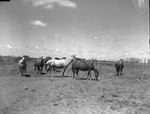 R. L. Underwood horse ranch