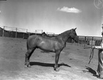 R. L. Underwood horse ranch