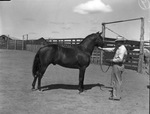 R. L. Underwood horse ranch