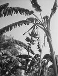 Banana trees