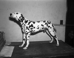 "Duke of Domino," Dalmatian