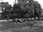Texas cattle on Harmon farm