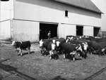 Texas cattle in feedlot on Harmon farm