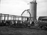 Texas cattle and silo on Harmon farm