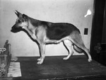 German shepherd owned by Mrs. C. C. Turner