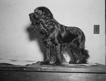 Black Cocker Spaniel Wee Gillis II
