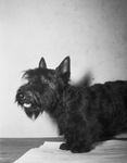 "Wee Laddie", Scottish terrier