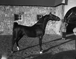 "Burger Boo's Dream," horse owned by James M. North Junior