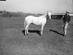 "Viking", W. W. Silk's Sandy Springs Ranch by Frank Reeves Sr.