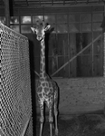 "Bedell" zoo's new giraffe