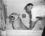 Blondie, Charles E. Hipp's 23-month-old African lioness by Joe McAulay