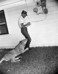 Blondie, Charles E. Hipp's 23-month-old African lioness by Joe McAulay