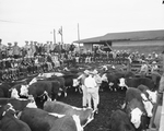 Fort Worth cattle buyers