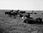 Texas Research Foundation's farm at Renner by Key Herbert